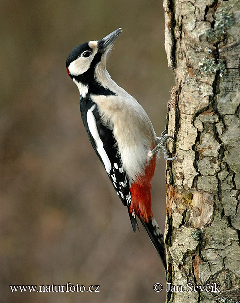 Dendrocopos major