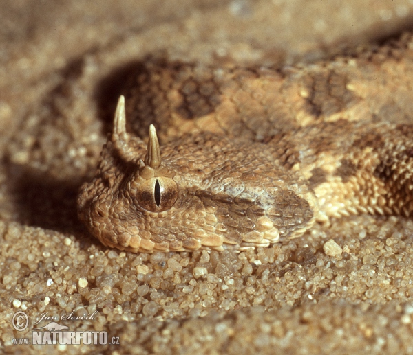 Desert Horned Viper (Cerastes cerastes)