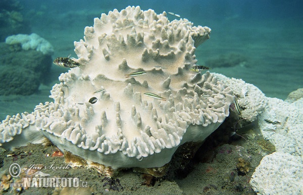 Detail of Coral Porites sp. (Porites sp.)