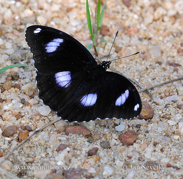 Diadem Butterfly (Hypolimnas bolina)