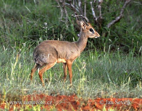 Dik-dik