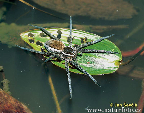 Dolomedes fimbriatus