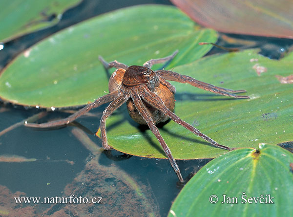 Dolomedes plantarius