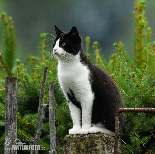 Domestic Cat (Felis silvestris, f. catus)