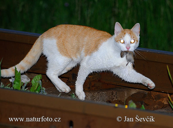 Domestic Cat (Felis silvestris, f. catus)