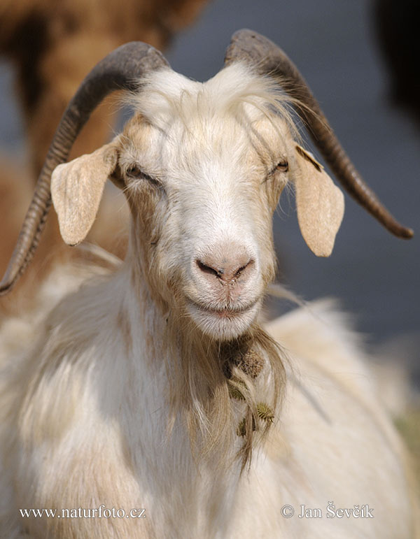 Domestic Goat (Capra aegagrus hircus)