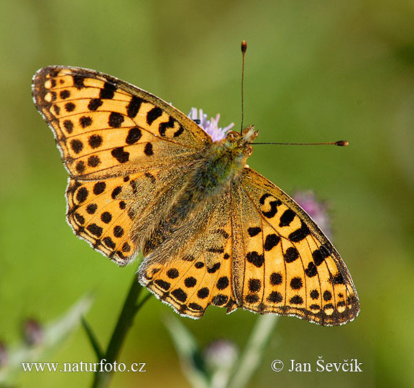 Dostojka latonia