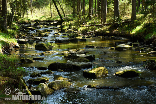 Dračice River (Tre)