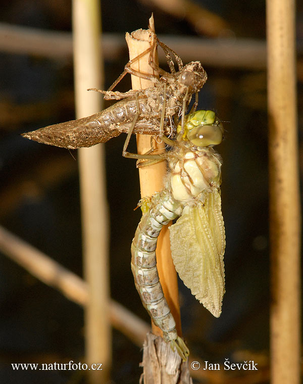 Dragonfly (Odonata sp.)