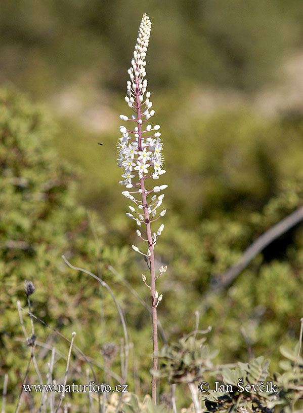 Drimia maritima