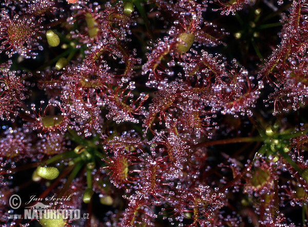 Drosera à feuilles rondes