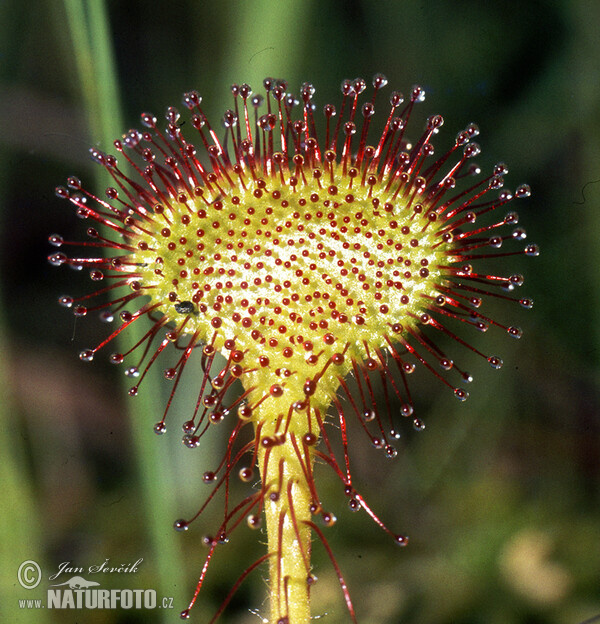 Drosera à feuilles rondes