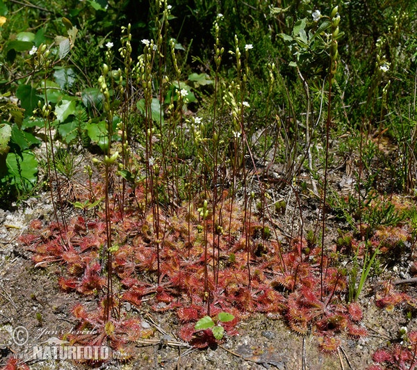 Drosera à feuilles rondes