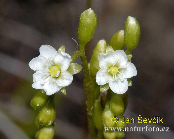 Drosera à feuilles rondes