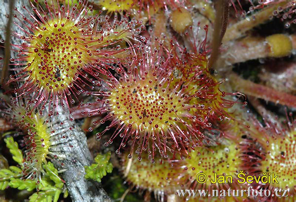 Drosera à feuilles rondes