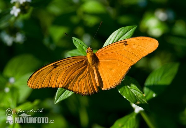 Dryas iulia