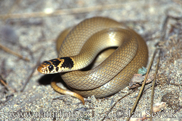 Dwarf Snake (Eirenis modestus)