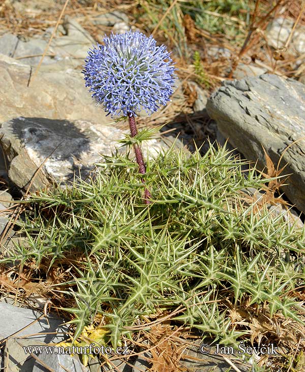 Echinops sp.