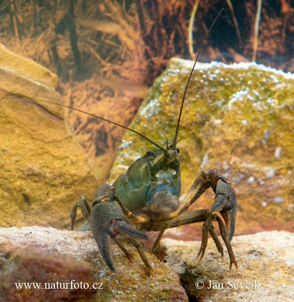 Écrevisse à pattes rouges