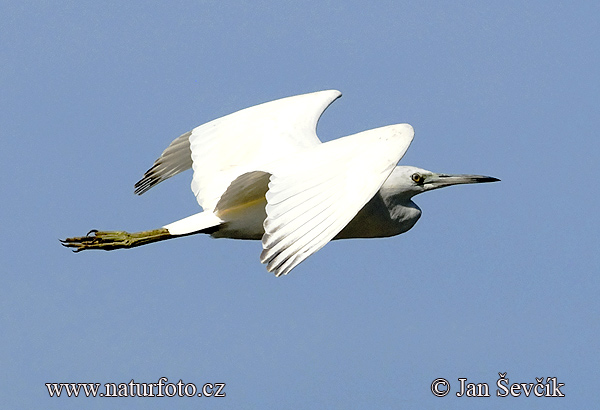 Egretta caerulea