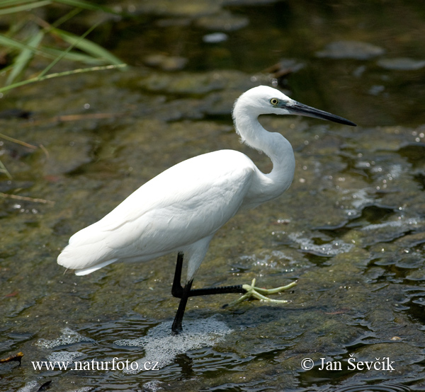 Egretta garzetta