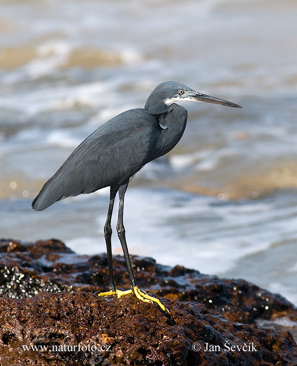 Egretta gularis