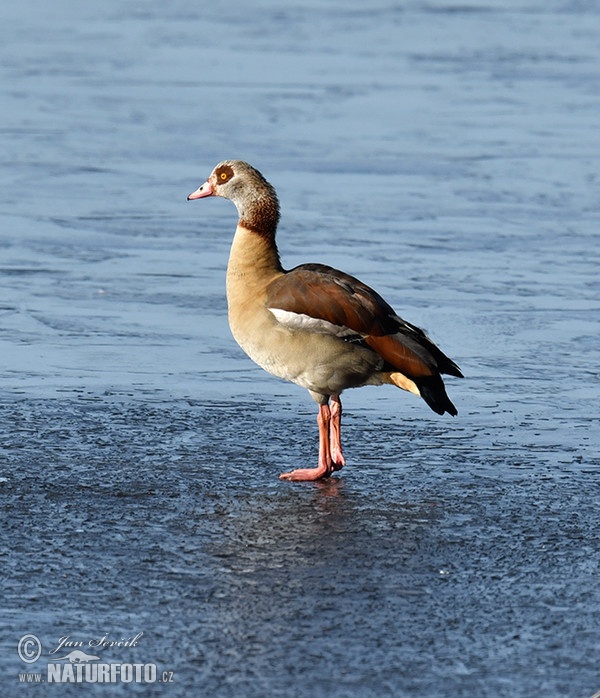 Egyptian Goose (Alopochen aegyptiacus)