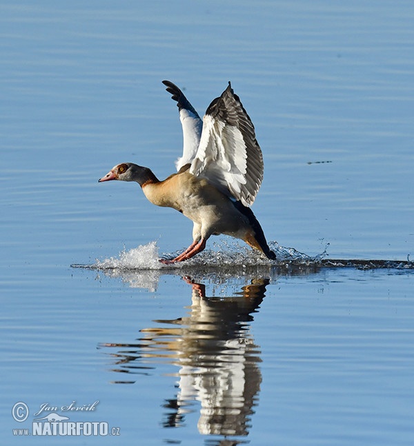 Egyptian Goose (Alopochen aegyptiacus)