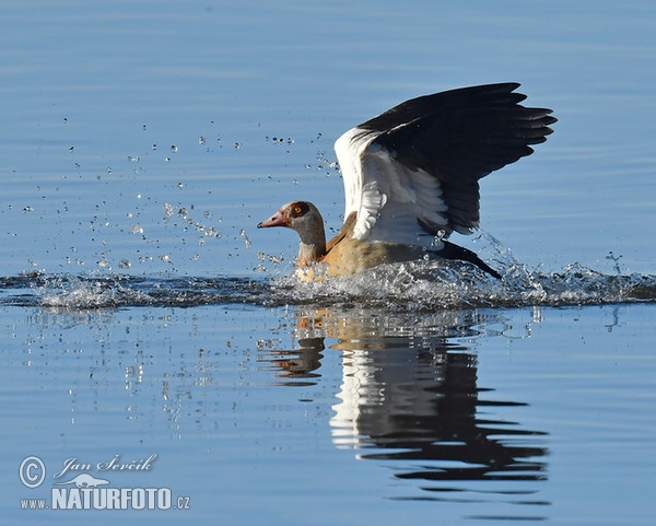 Egyptian Goose (Alopochen aegyptiacus)