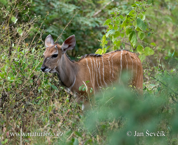 Eland de Derby