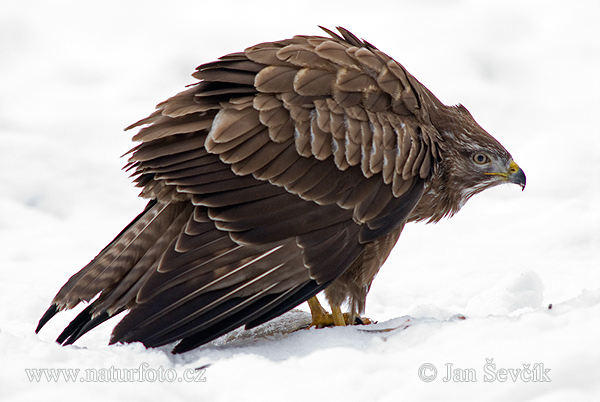 Elang buteo