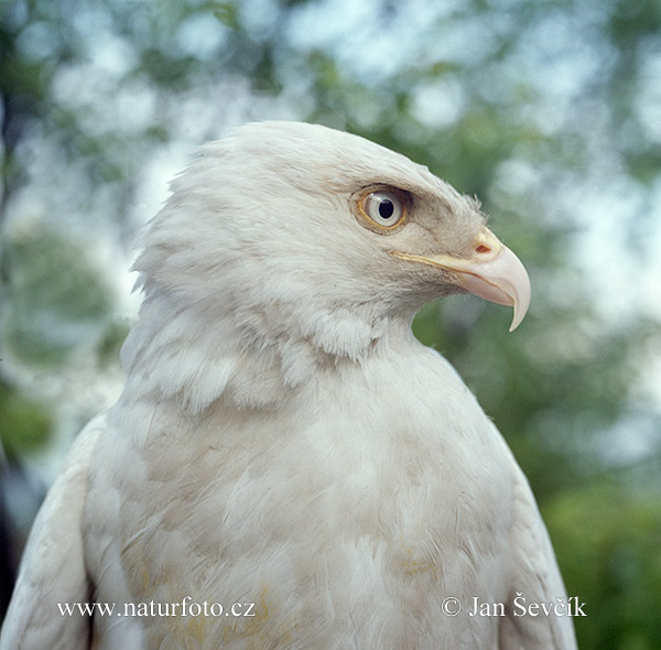 Elang buteo