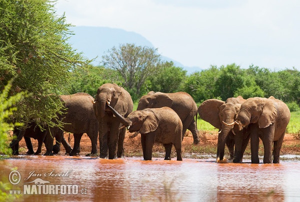 Elefant africà de sabana