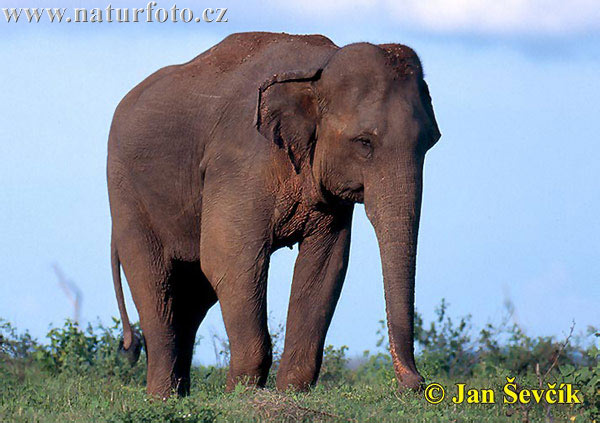 Elefant asiàtic