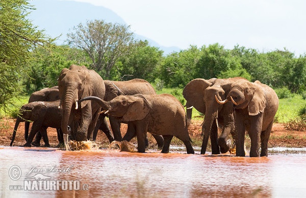 Elefante africano