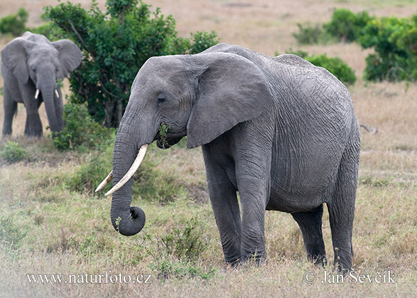 Elefante africano de sabana