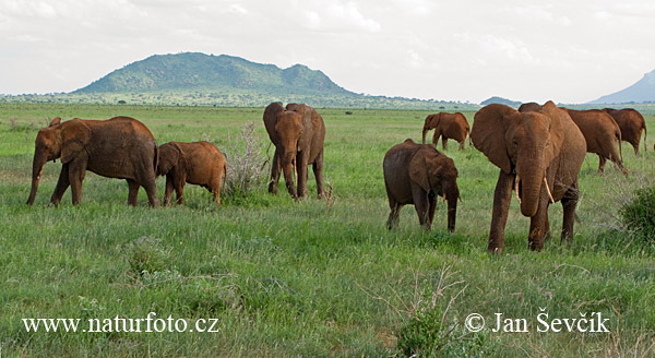 Elefante africano de sabana