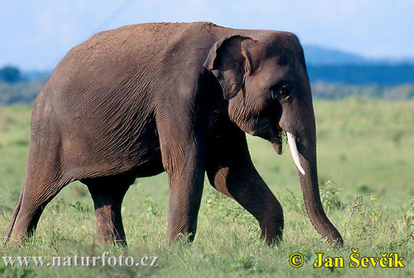 Elefante asiatico