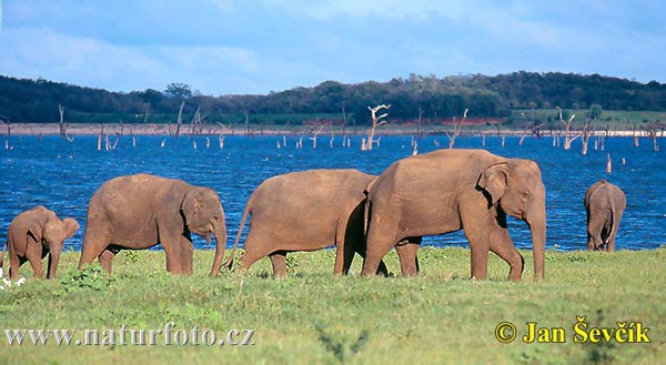 Elefante asiático