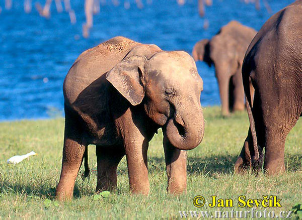 Elefante asiático