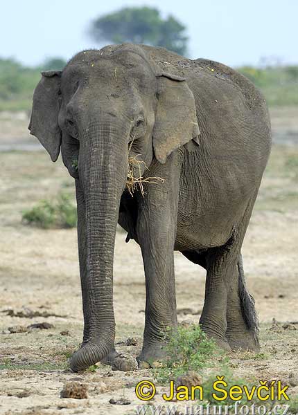 Elefante asiatico