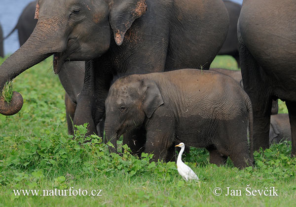 Elefante asiatico