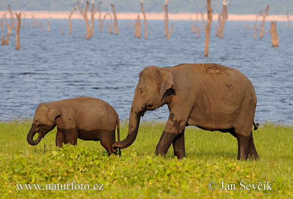 Elefante asiático