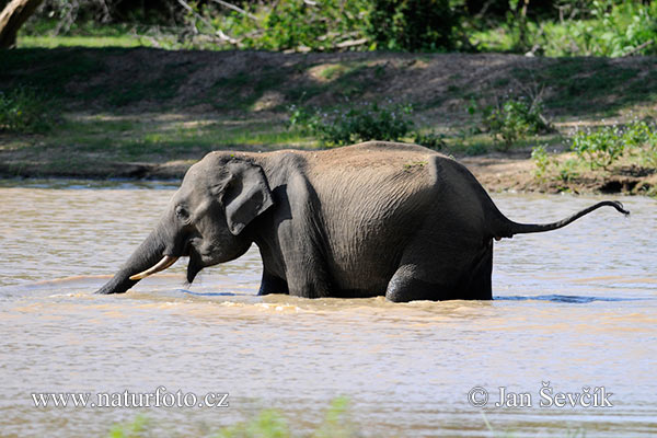 Elefante asiático