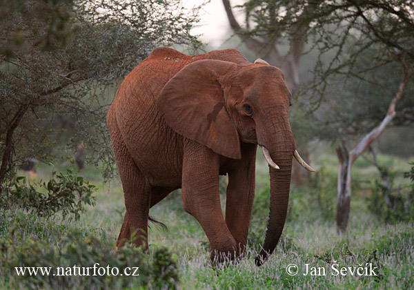 Éléphant de savane d'Afrique