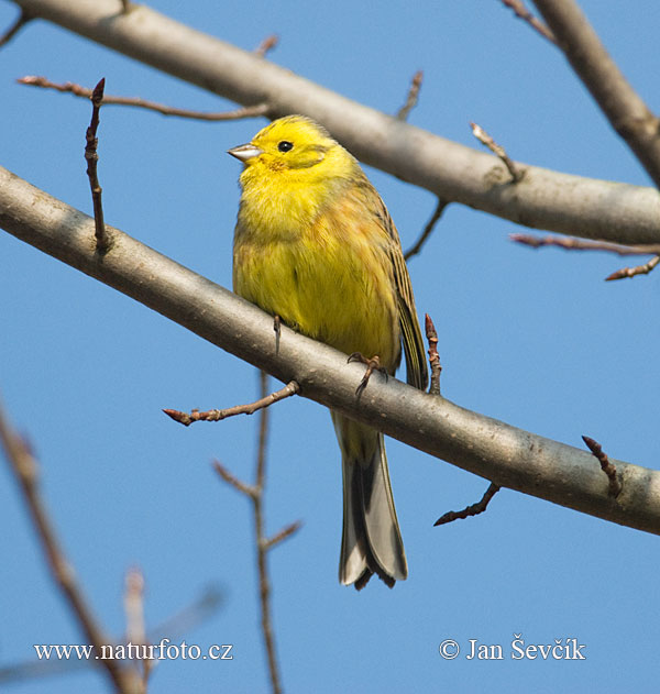 Emberiza citrinella