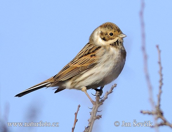 Emberiza schoeniclus