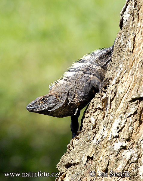 emeiner Schwarzleguan