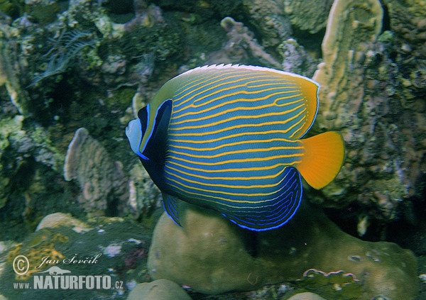 Emperor Angelfish (Pomacanthus imperator)