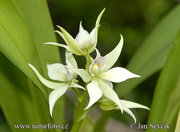 Encyclia fragrans.